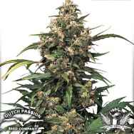 Dutch Passion Seeds Strawberry Cough